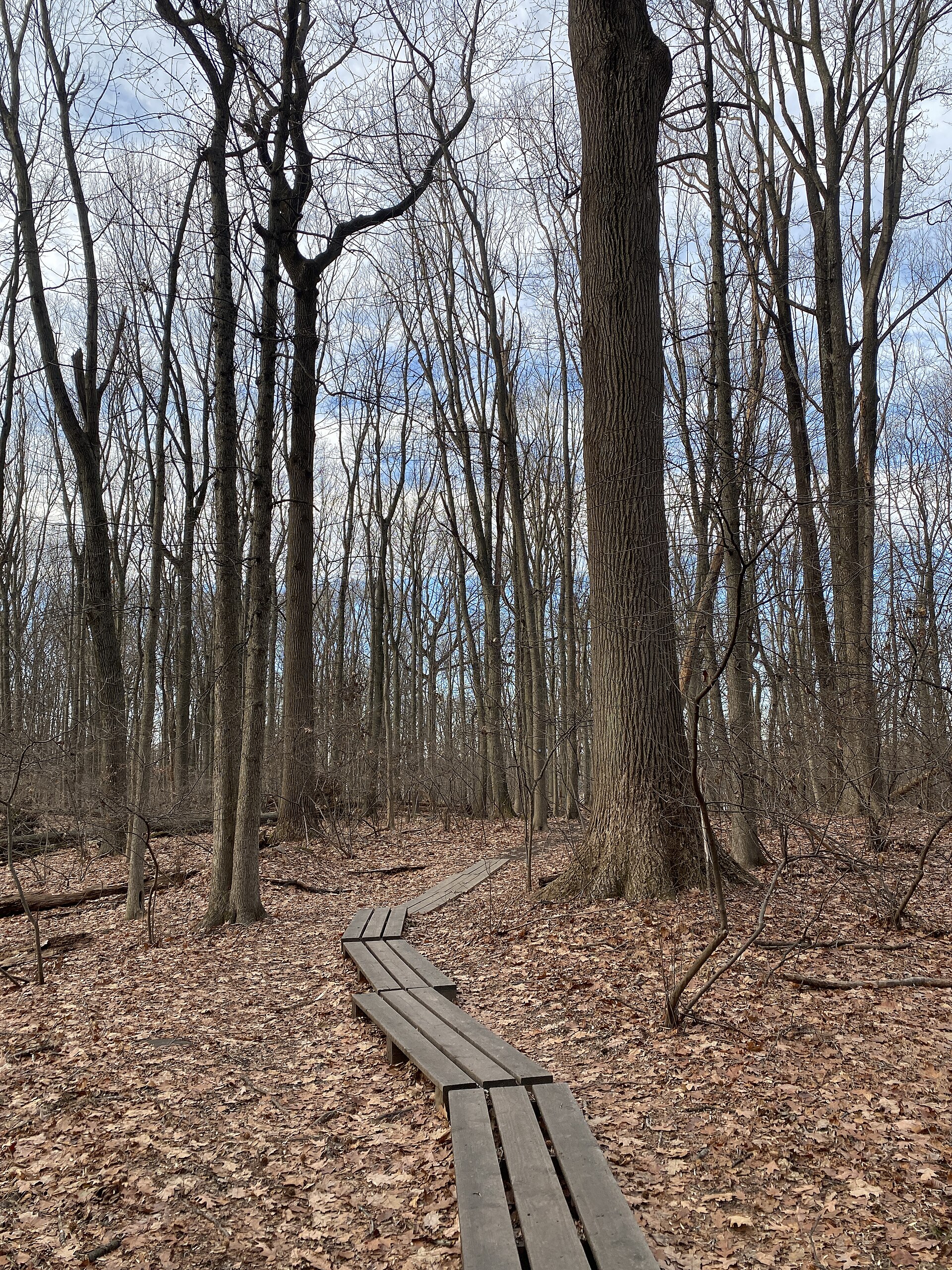 The Staten Island Greenbelt